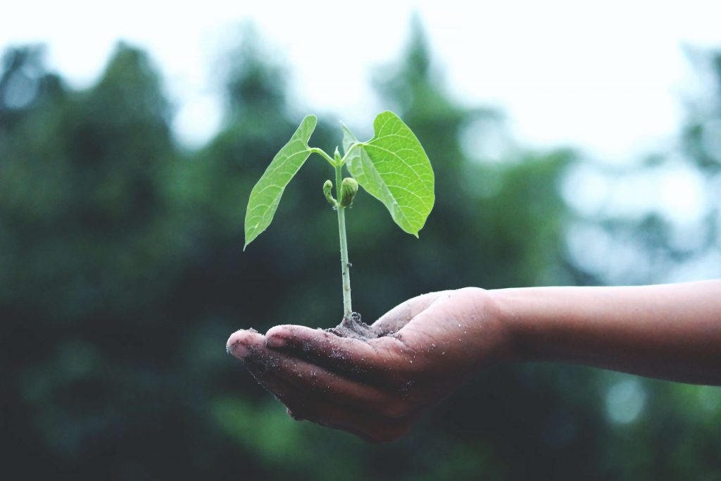 auto entrepreneur,ecologie