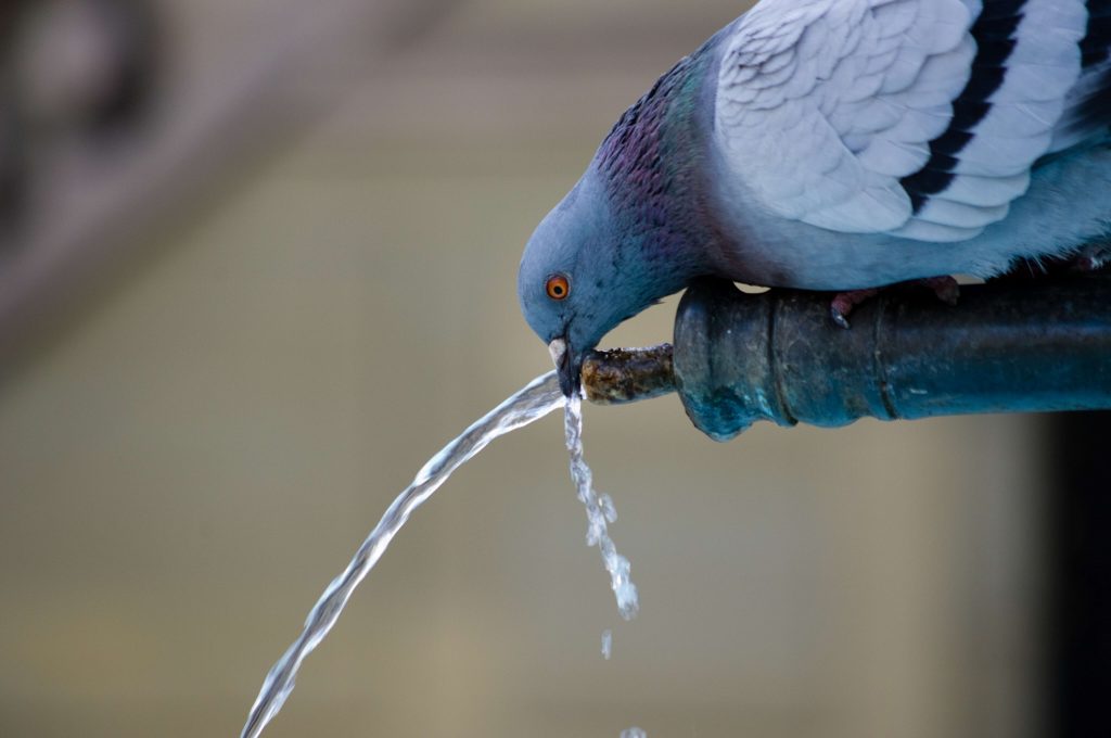 récupérateur d'eau de pluie