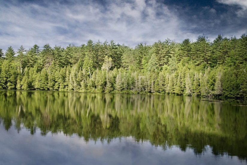 Sapin en bois: les avantages et les inconvénients