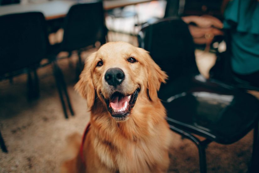 Quelle quantité de poudre de moules vertes pour mon chien